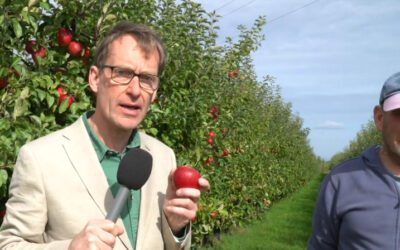Southborough News – Apples: Mole End Farm 2023